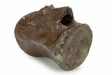 Fossil Dinosaur (Thescelosaurus) Caudal Vertebra - Montana #356949-1